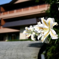 仙石原温泉 仙郷楼