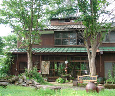 もりあおがえる