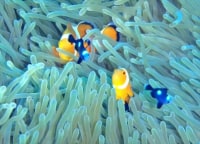 ダイビングスクール TOP-J