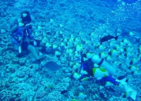 ダイビングツアーセンター TOP-J