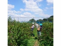 宮原ブルーベリー摘み採り農園