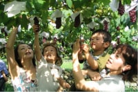 御坂農園グレープハウス