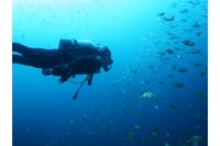 若狭高浜ダイビングサービス 遊ダイブ