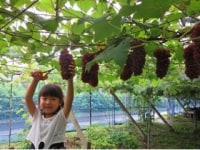 鷹之羽ぶどう園