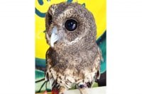 ふくろうかふぇ地球