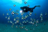 川奈ガイドサービス ジェスター