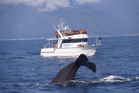 知床ネイチャークルーズの写真1