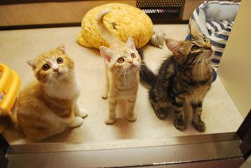 ねこぶくろの写真1