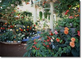 花と泉の公園の写真1