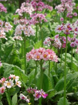 もめん弥 花之江の郷の写真1