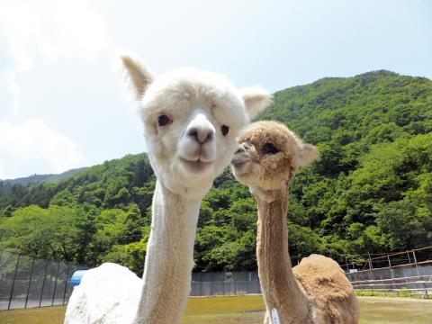 樽ケ橋遊園の写真1