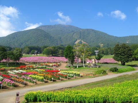 黒姫高原 コスモス園・ダリア園の写真1