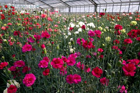かわづカーネーション見本園の写真1