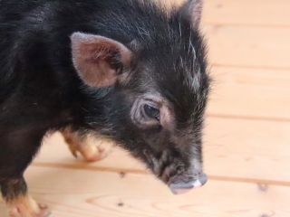 animal cafe fulecaの写真1