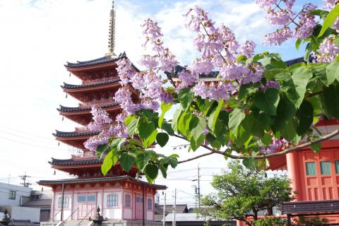 津観音寺の写真1