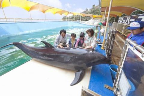 イルカ島の写真1