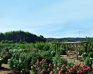 花の郷 日野ダリア園の写真1