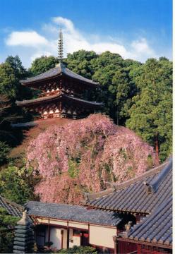 當麻寺護念院の写真1