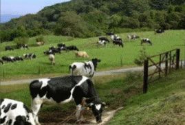 黒沢ハイランドの写真1