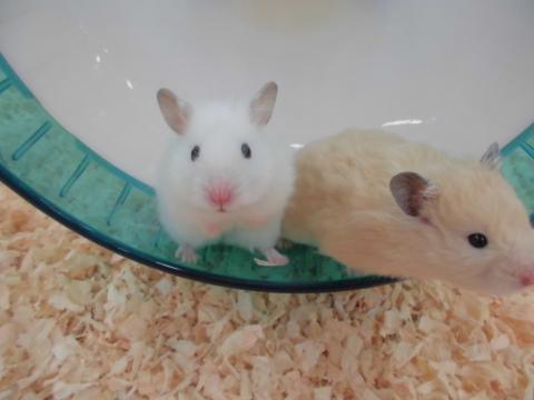 いきものふれあい学校の写真1