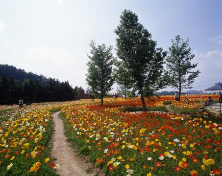 香山ラベンダーの丘の写真1