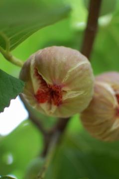万汐農園 海辺のいちじく園の写真1