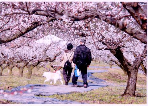 満汐梅林の写真1