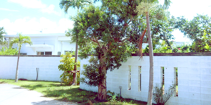 りゅうの庭 <宮古島>の写真1