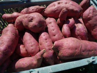 いえきち梨園の写真1