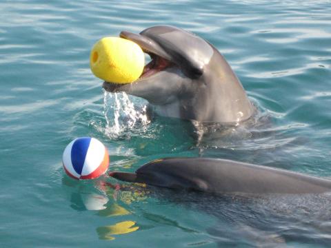 室戸ドルフィンセンターの写真1