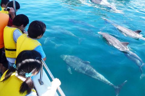 かづさイルカウォッチングの写真1