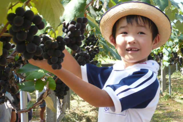達者村 農業体験の写真1