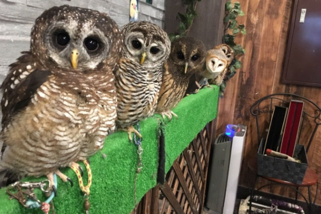 ふくろうカフェRicky仙台店の写真1