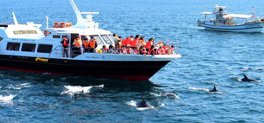 天草シークルーズ イルカウォッチングの写真1