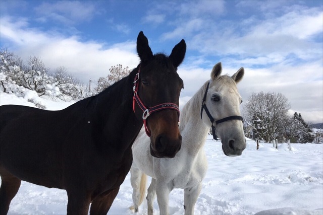 ゼンライディングクラブの写真1