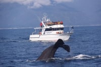 知床ネイチャークルーズ