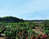 花の郷 日野ダリア園
