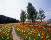 香山ラベンダーの丘