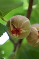 万汐農園 海辺のいちじく園