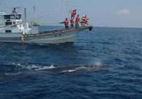 ホエールウォッチング