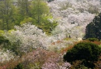 白野江植物公園