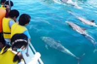かづさイルカウォッチング