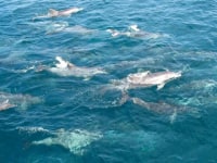 口之津観光船企業組合