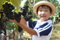 達者村 農業体験