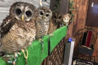 ふくろうカフェRicky仙台店