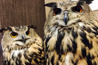 ふくろうカフェRicky盛岡店