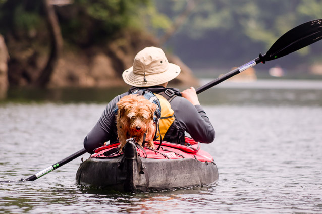 ファンテイルの写真1