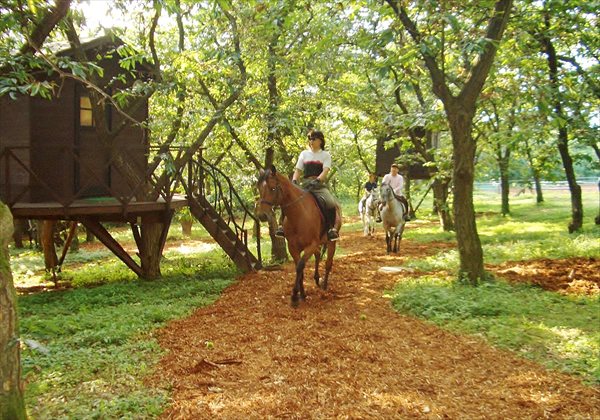 ブルームーンヒル牧場の写真1