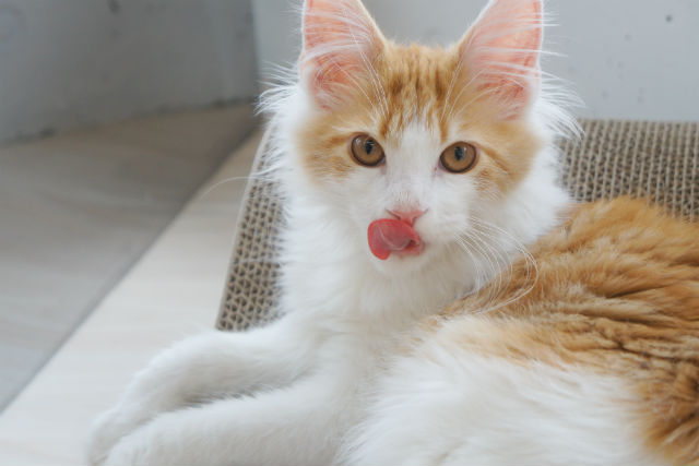 Moff animal cafe(水戸オーパ店)の写真1