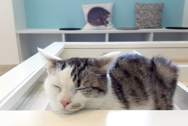 Moff animal cafe iias(つくば店)の写真1